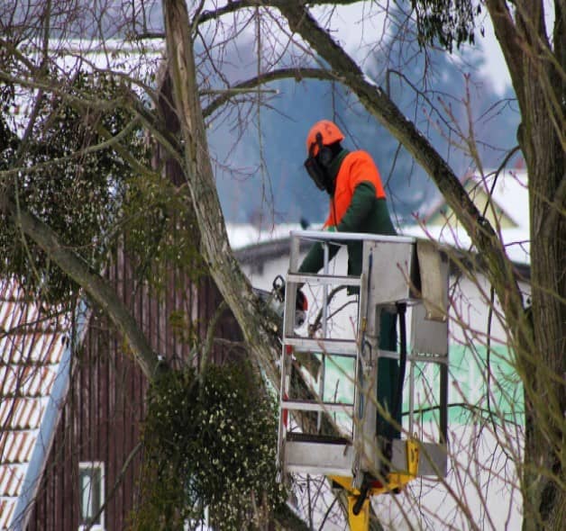 Taille d'arbres à Amiens (80) compagnie d'élagage pour tailler arbres et arbustes à Amiens (80)